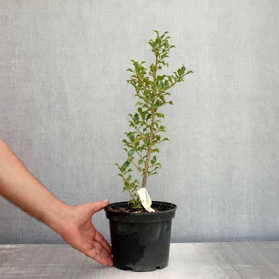 Houx commun - Ilex aquifolium Alaska Pot de 2L/3L - Image 2