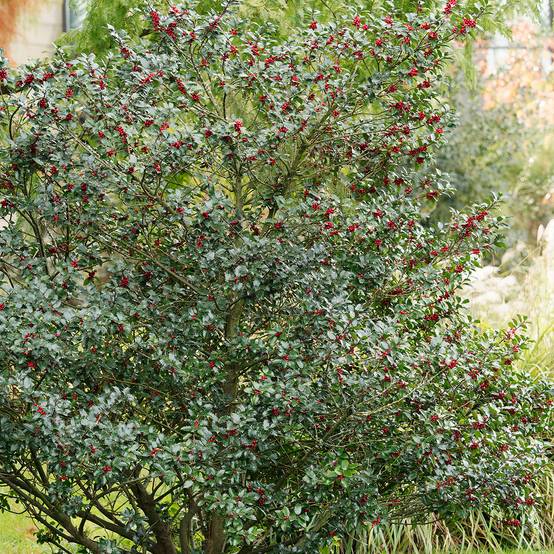 Houx commun - Ilex aquifolium Alaska Pot de 2L/3L - Image 1