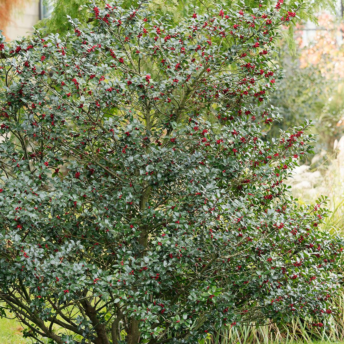 Houx commun - Ilex aquifolium Alaska Pot de 2L/3L - Image 1
