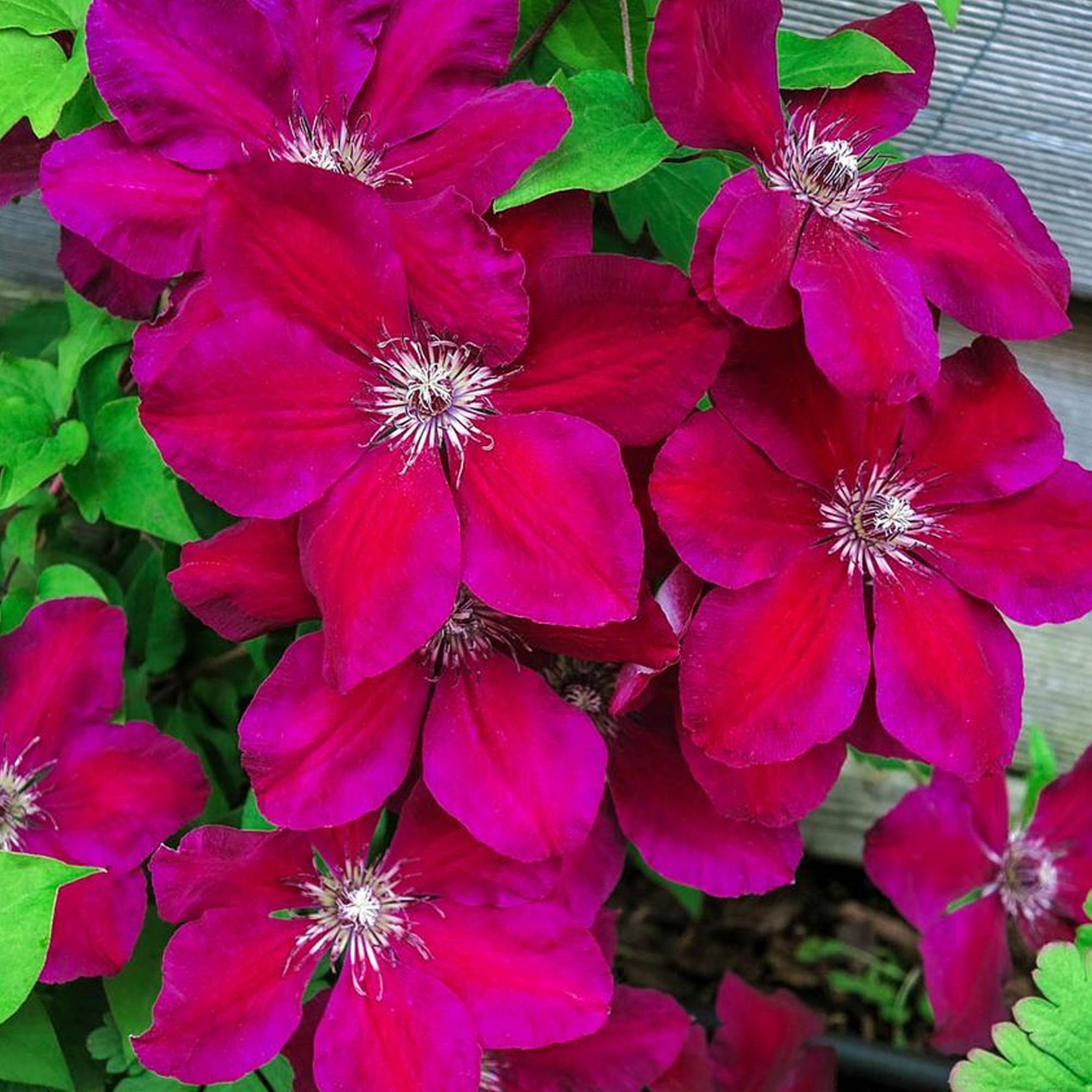 Gardenersdream - Clématite 'Westerplatte' plante vivace grimpante à feuilles caduques en pot de 9 cm - GardenersDream - Imagen 3