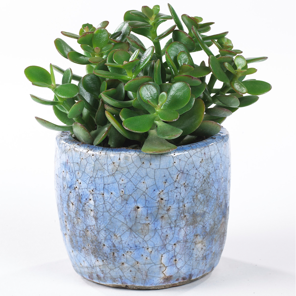 Gardenersdream - Crassula Ovata - Arbre De Jade Plante D'Intérieur Pour Bureaux En Pot De 12 Cm - GardenersDream
