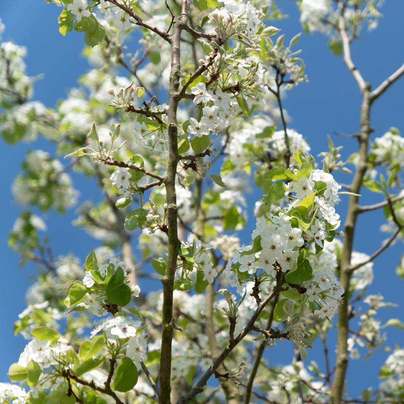 Promesse de Fleurs - Cerisier à grappes - Prunus serrulata Sunset Boulevard Pot de 12L/15L - Image 1