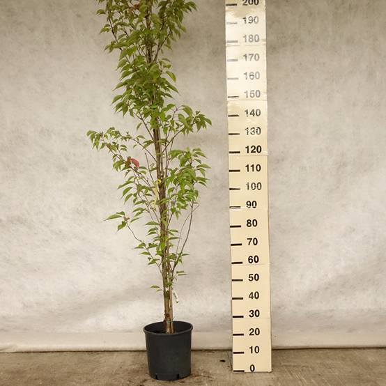 Promesse de Fleurs - Cerisier à grappes - Prunus serrulata Sunset Boulevard Pot de 12L/15L - Image 2