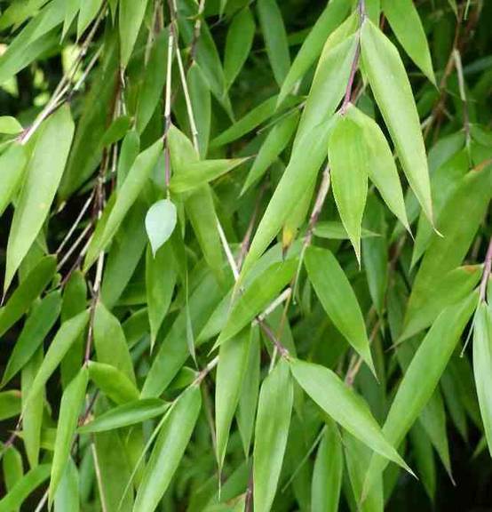 0 - Fargesia denudata 'Xian 2' (Bambou non traçant) Pot 30 Litres - 110/150cm - 10/15 cannes - Image 2