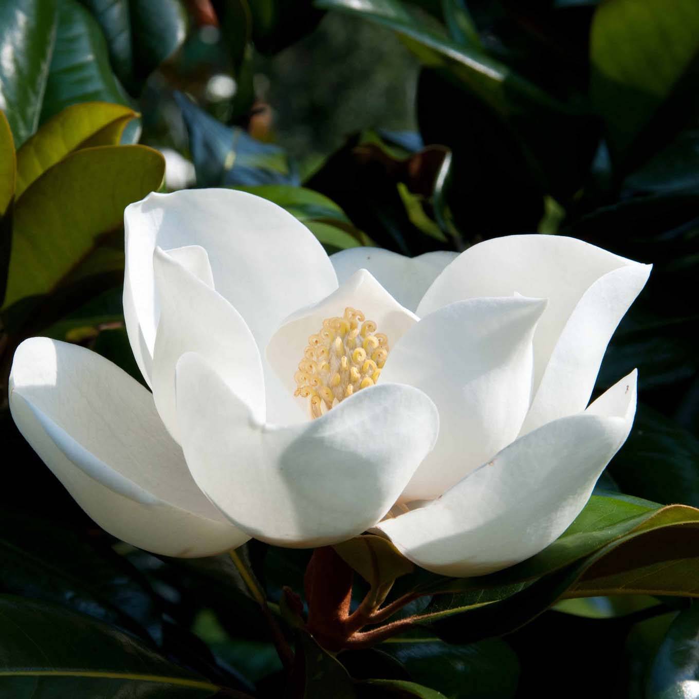 Magnolia persistant D.d. blanchard - Magnolias grandiflora Pot de 4L/5L
