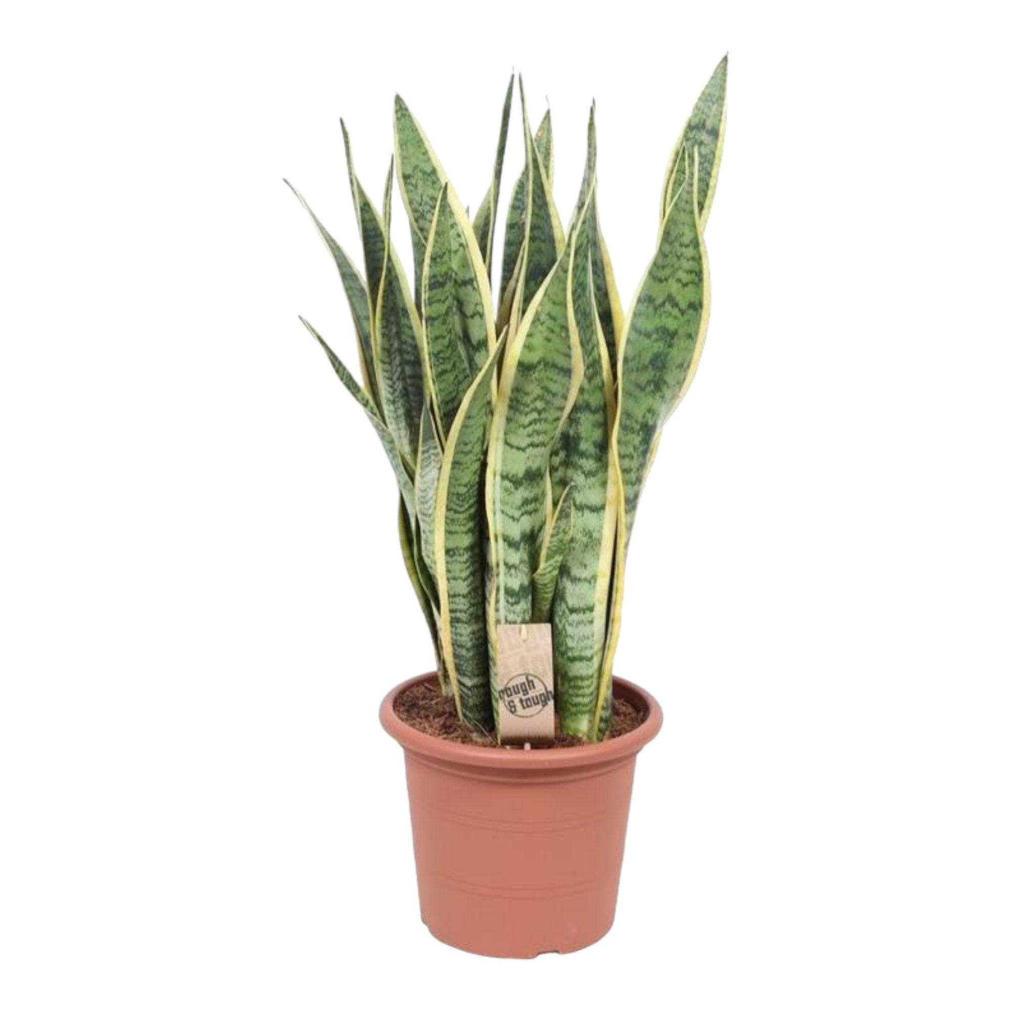 La Green Touch - Sansevieria Trifasciata Laurentii - D25 H85cm