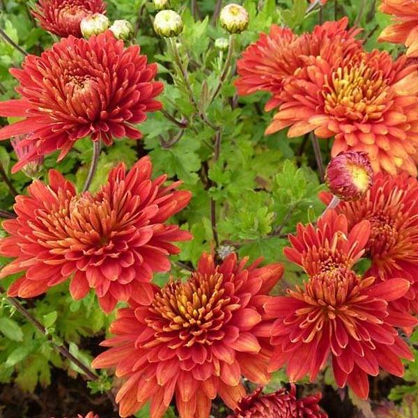 Chrysanthème indicum Brennpunkt - Chrysanthème des jardins Godet de 8/9 cm