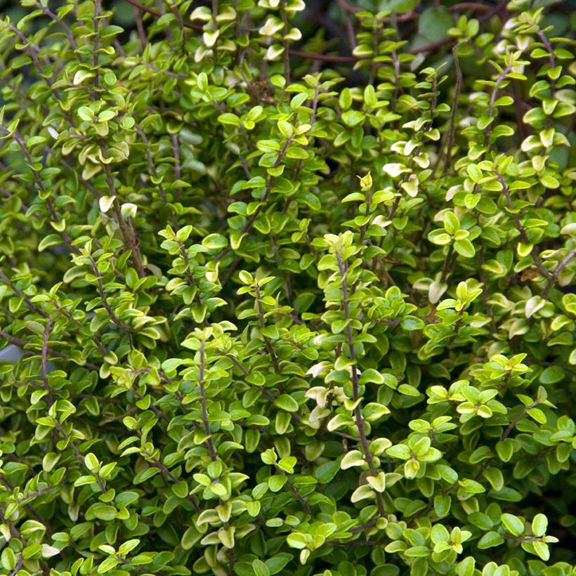 Promesse de Fleurs - Lonicera nitida Twiggy - Chèvrefeuille à feuilles de buis Pot de 2L/3L