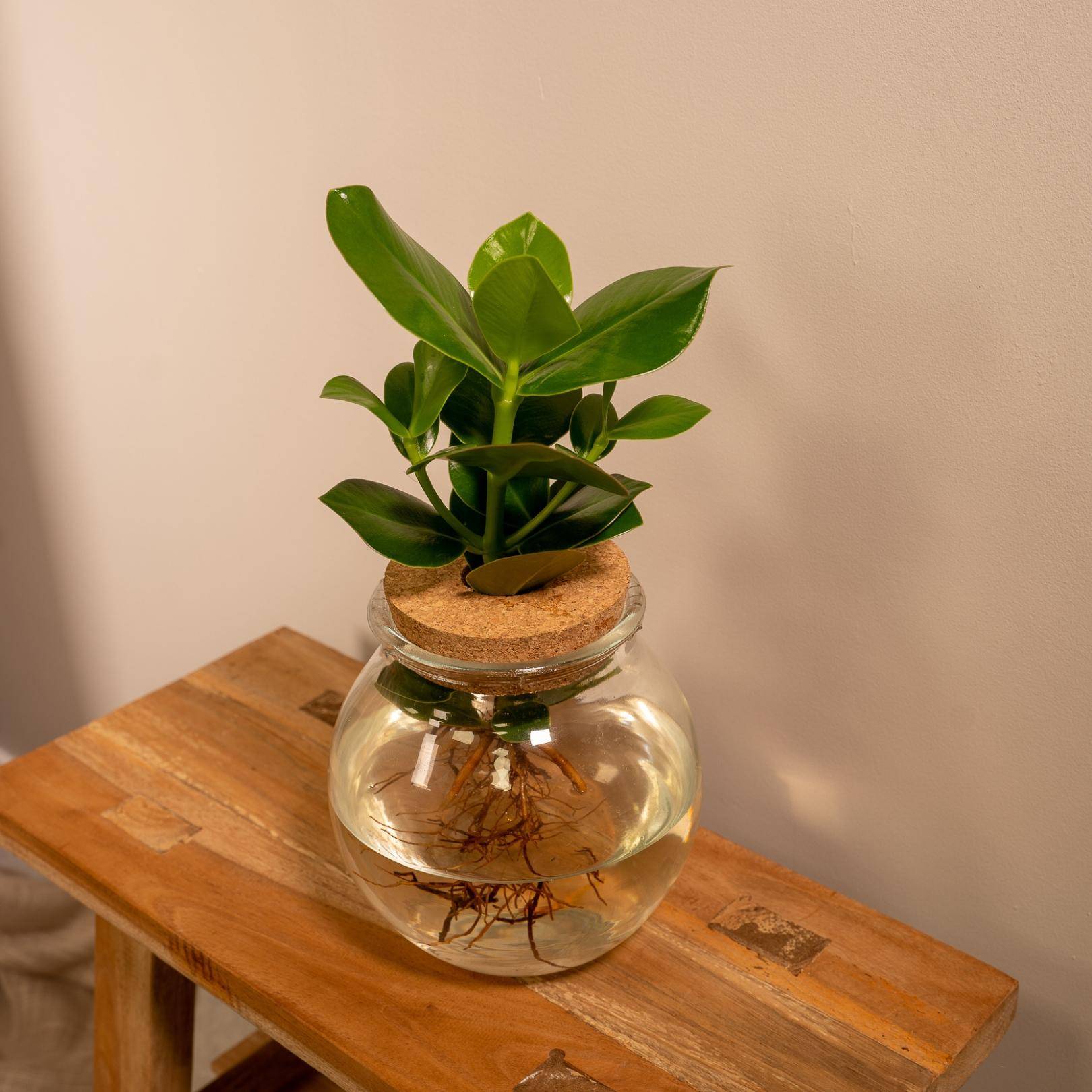 La Green Touch - Clusia en hydroculture et son vase en verre et son bouchon de liège - h30cm, Ø12cm 30cm - Plante d'intérieur- La Green Touch - Imagen 2