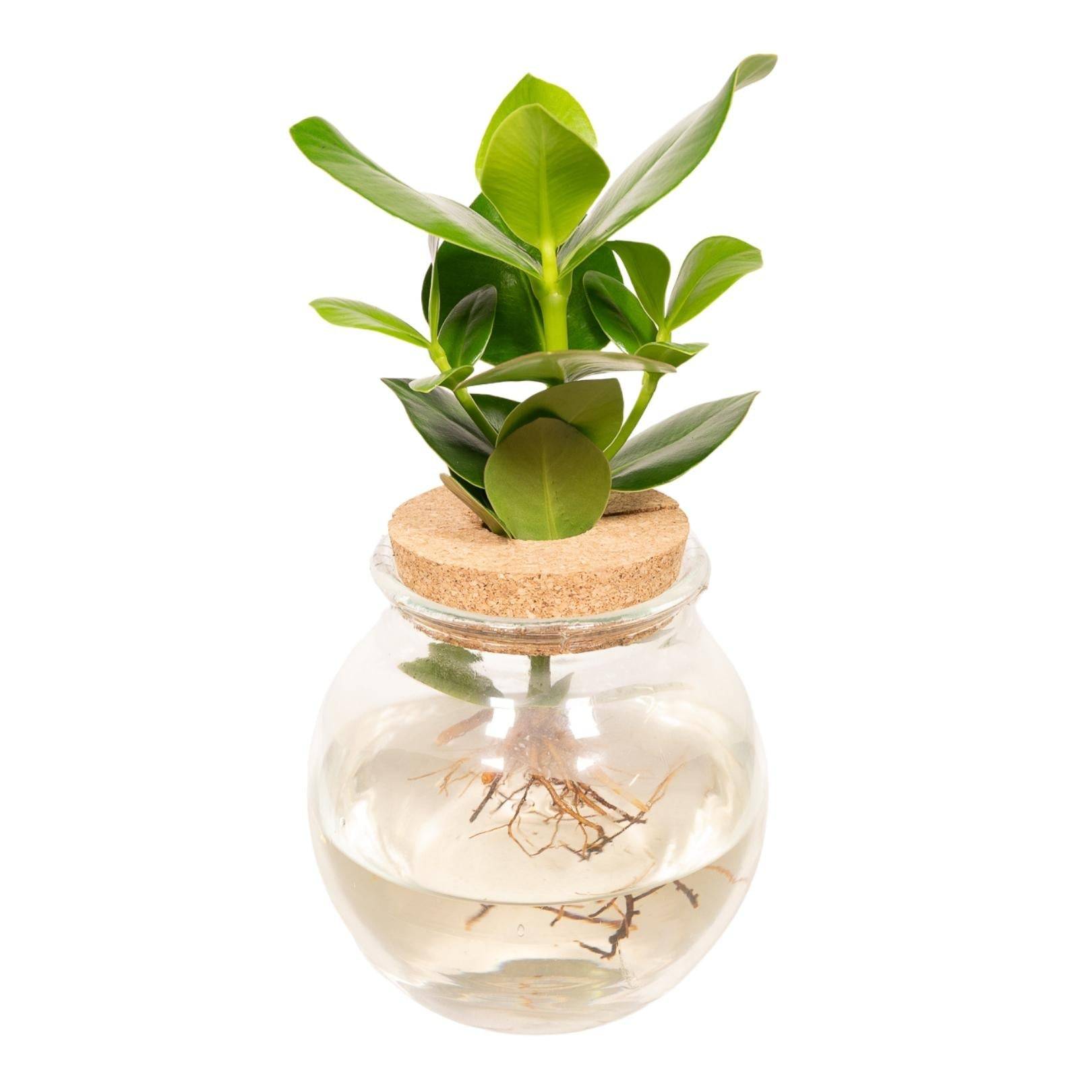 La Green Touch - Clusia en hydroculture et son vase en verre et son bouchon de liège - h30cm, Ø12cm 30cm - Plante d'intérieur- La Green Touch - Imagen 5