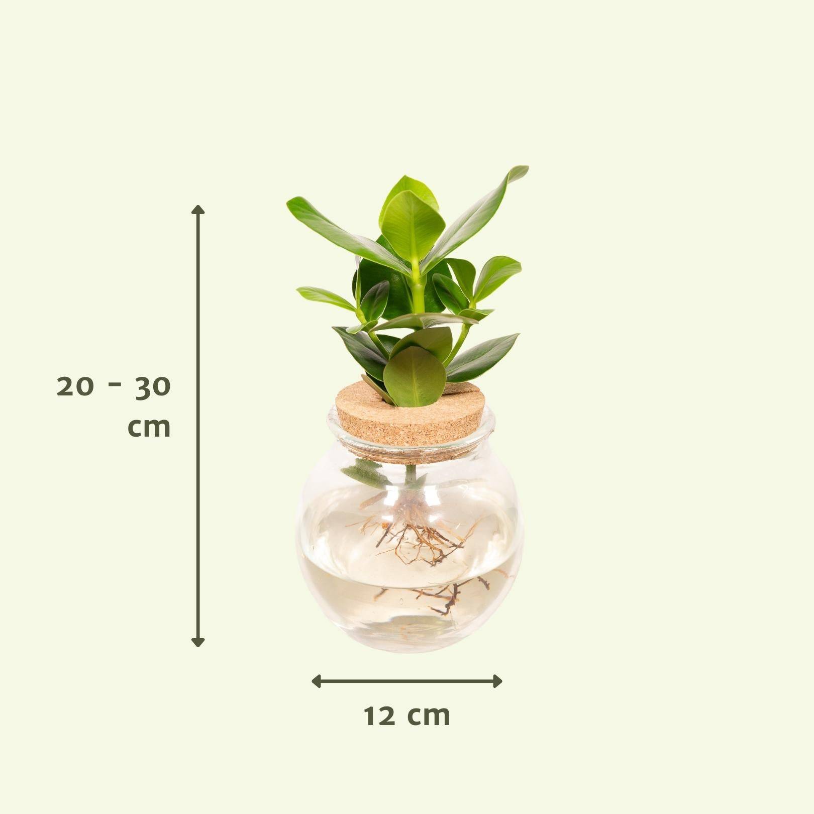 La Green Touch - Clusia en hydroculture et son vase en verre et son bouchon de liège - h30cm, Ø12cm 30cm - Plante d'intérieur- La Green Touch - Imagen 3