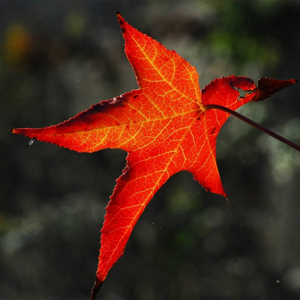 Copalme d'Amérique - Liquidambar styracyflua Stella Pot de 12L/15L
