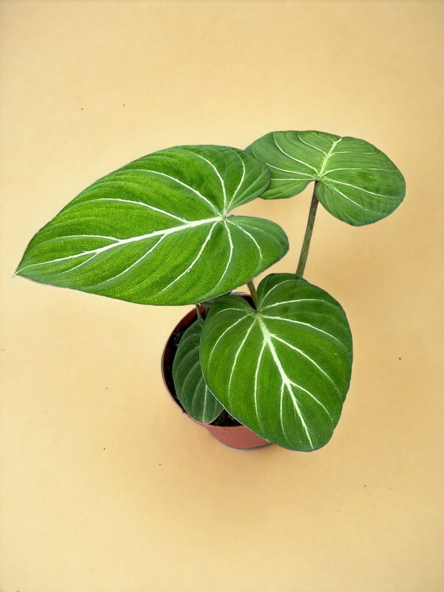 Philodendron Gloriosum- La Green Touch