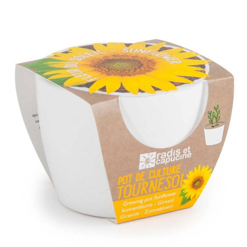Radis et Capucine - Graines de Tournesol à semer dans un pot en céramique - Imagen 2