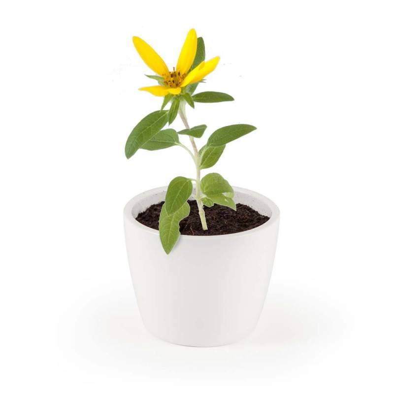 Radis et Capucine - Graines de Tournesol à semer dans un pot en céramique - Imagen 4