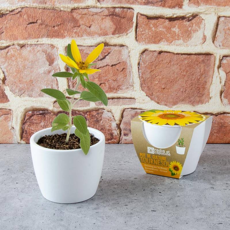 Radis et Capucine - Graines de Tournesol à semer dans un pot en céramique - Imagen 1