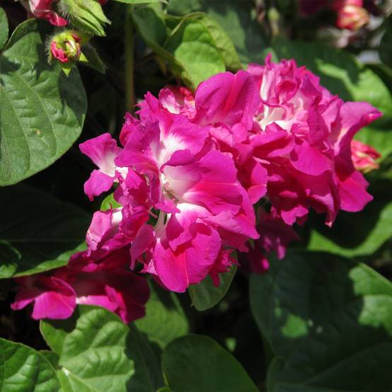 Graines d'Ipomée Sunrise Serenade - Ipomoea imperialis le sachet de 30 graines environ (1g)