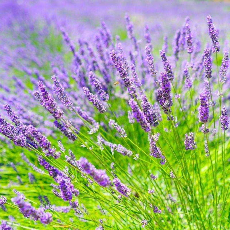 Lavande X Intermedia 'Grosso' (Lavandula Intermedia 'Grosso') - Godet - Taille 10/15cm - Pépinières Naudet