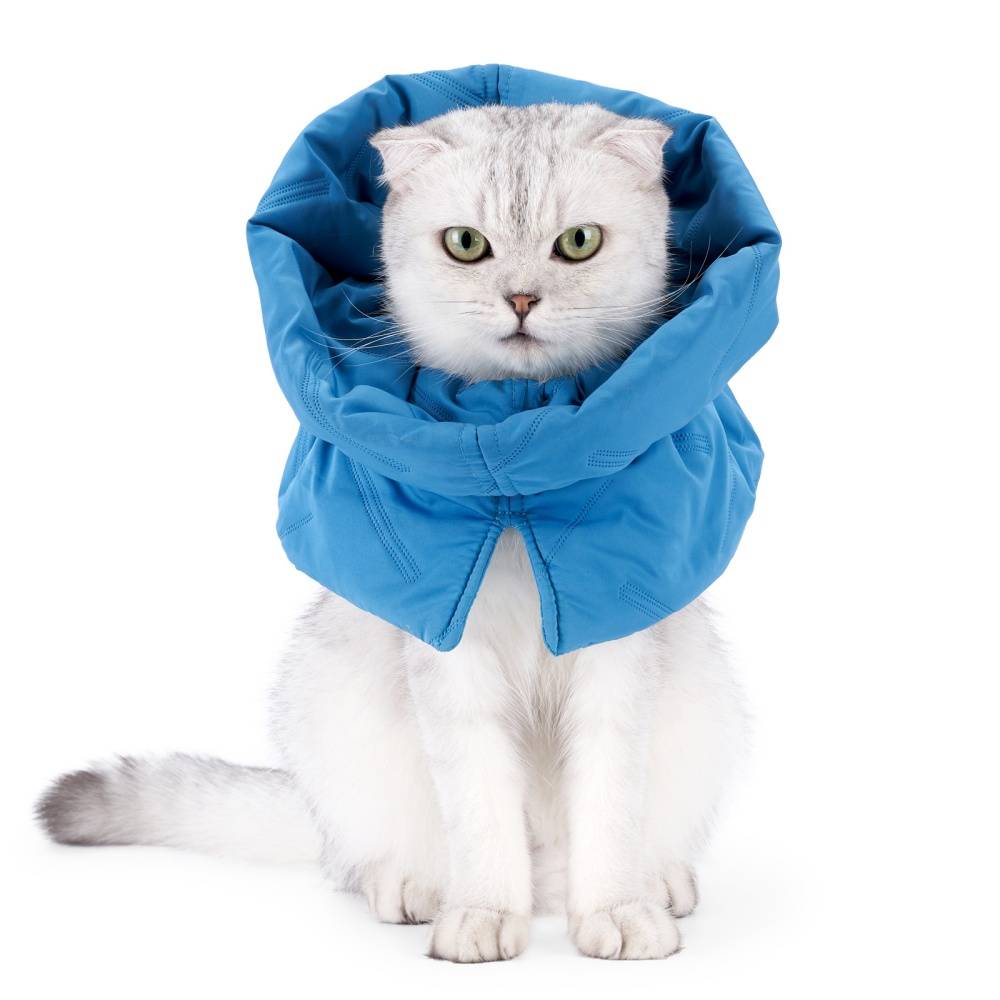 IntiMeg - Collier anti-lèchage pour chat Bleu foncé S IntiMeg - Image 1
