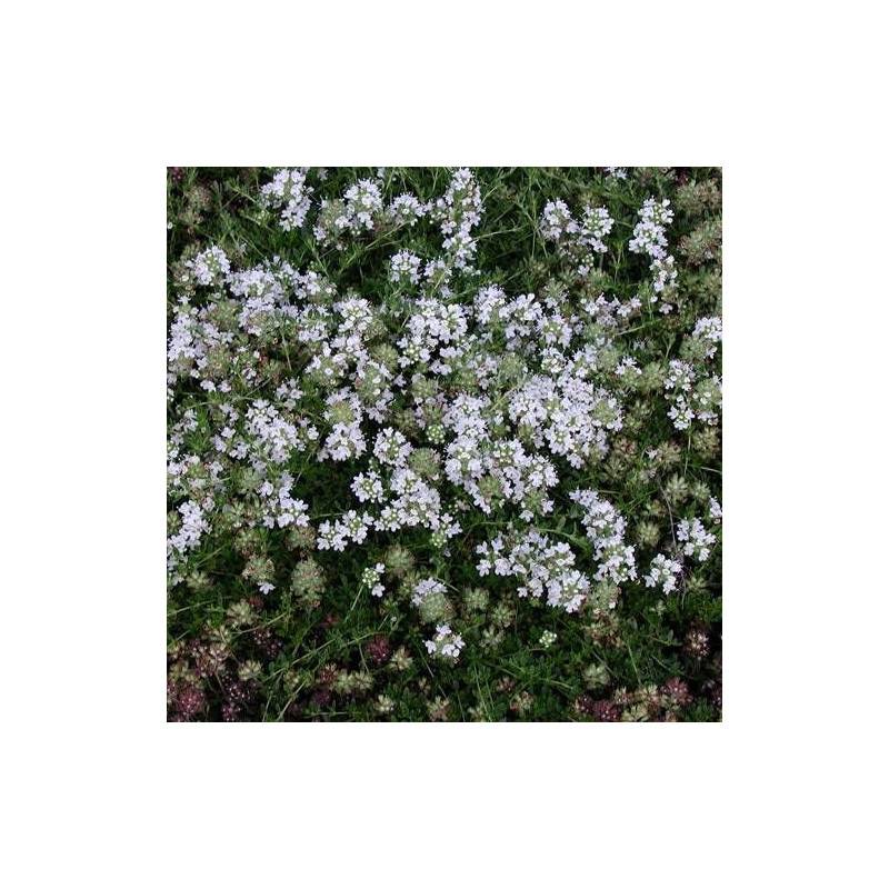 Thym précoce Albiflorus à fleurs Blanche - feuillage Persistant - Godet - 5/20 cm-  hauteur à maturité Moins de 0,15 m - Imagen 1