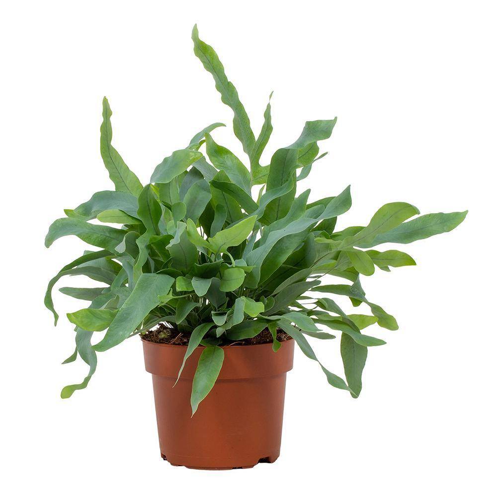 La Green Touch - Phlebodium Blue Star 32cm - Plante d'intérieur- La Green Touch - Imagen 1