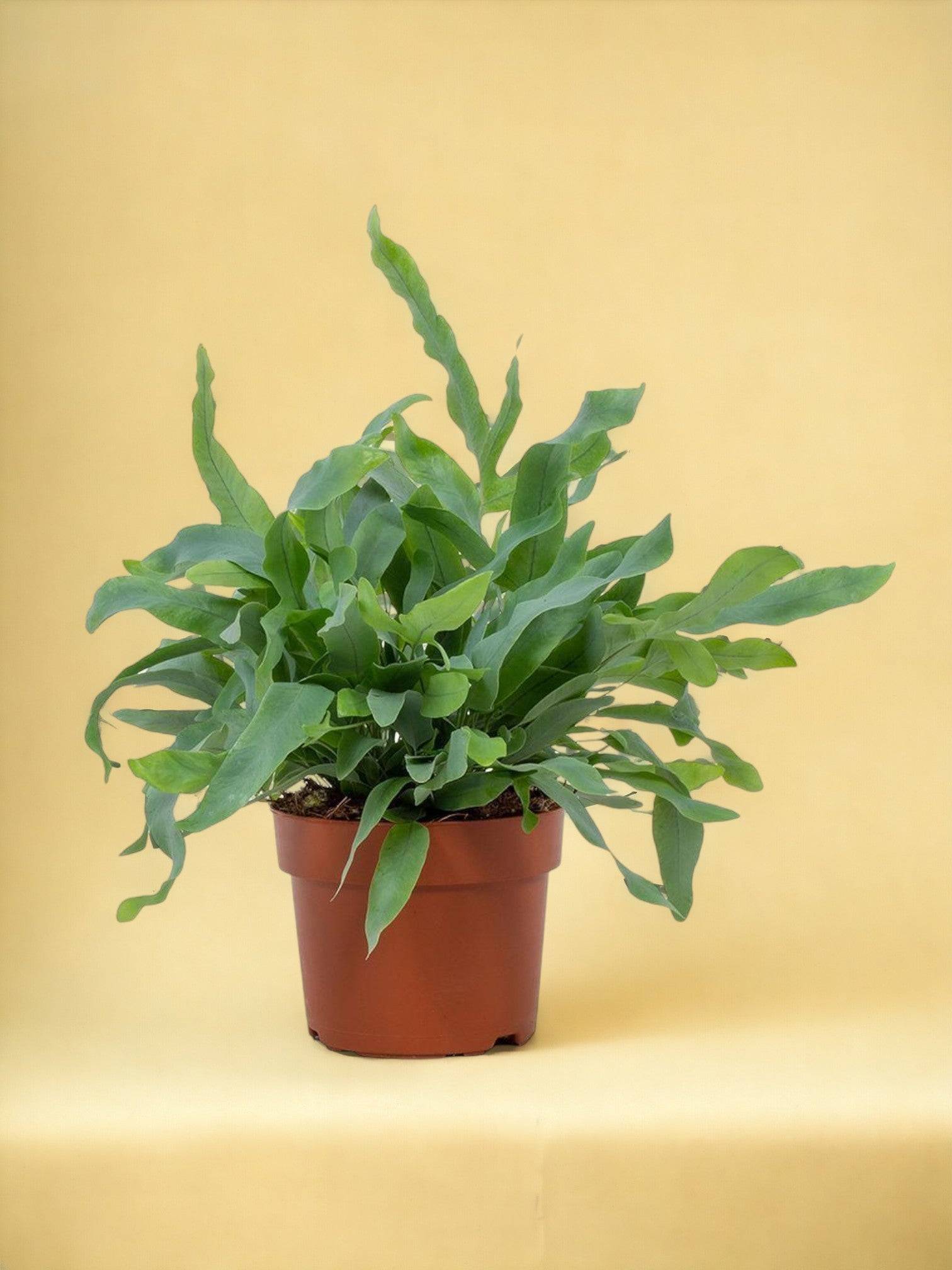 La Green Touch - Phlebodium Blue Star 32cm - Plante d'intérieur- La Green Touch - Imagen 2