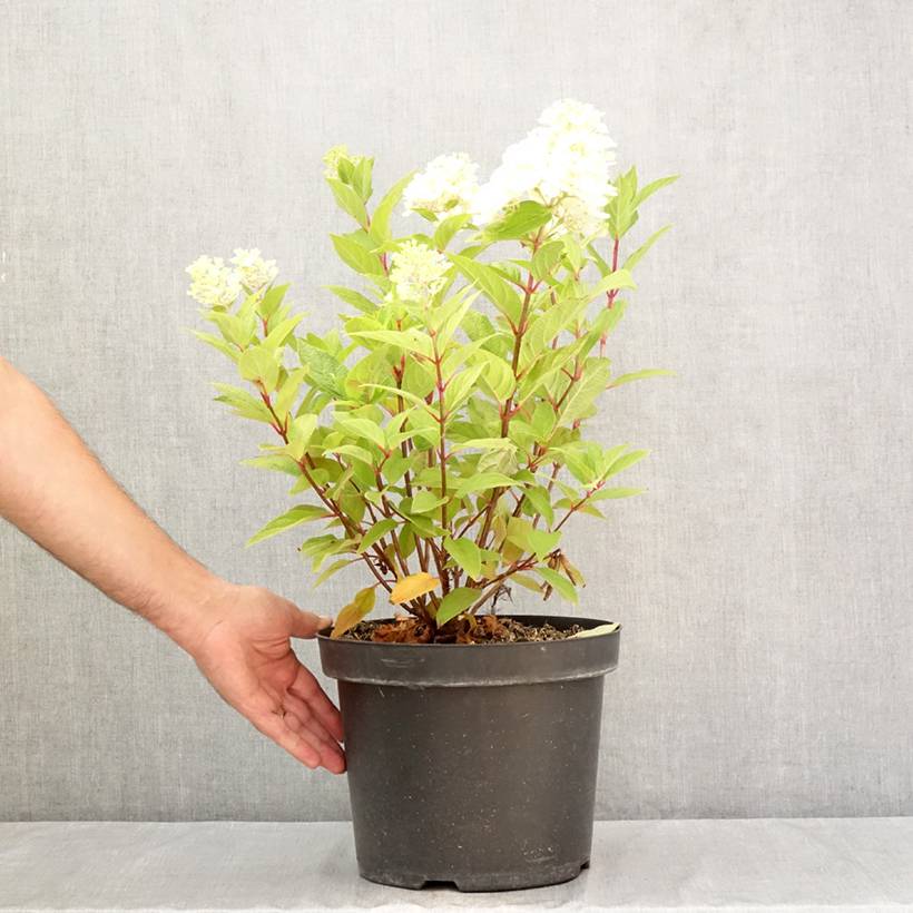 Promesse de Fleurs - Hydrangea paniculata Fraise Melba - Hortensia paniculé Pot de 7,5L/10L - Image 2