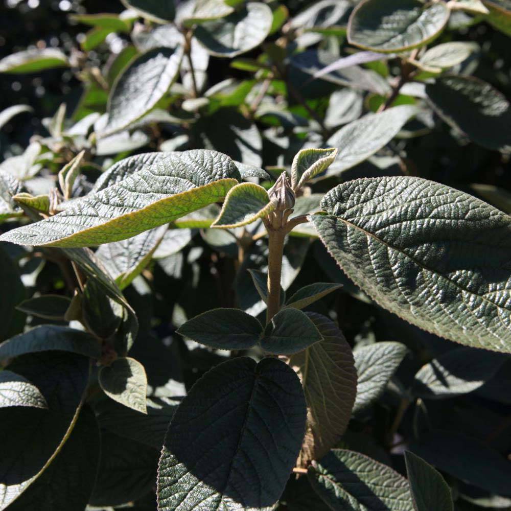 Promesse de Fleurs - Viorne lantane - Viburnum lantana Mohican Pot de 3L/4L