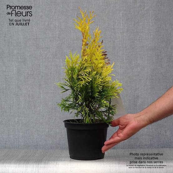 Promesse de Fleurs - Thuya géant - Thuja plicata 4 Ever Goldy Pot de 2L/3L - Image 2