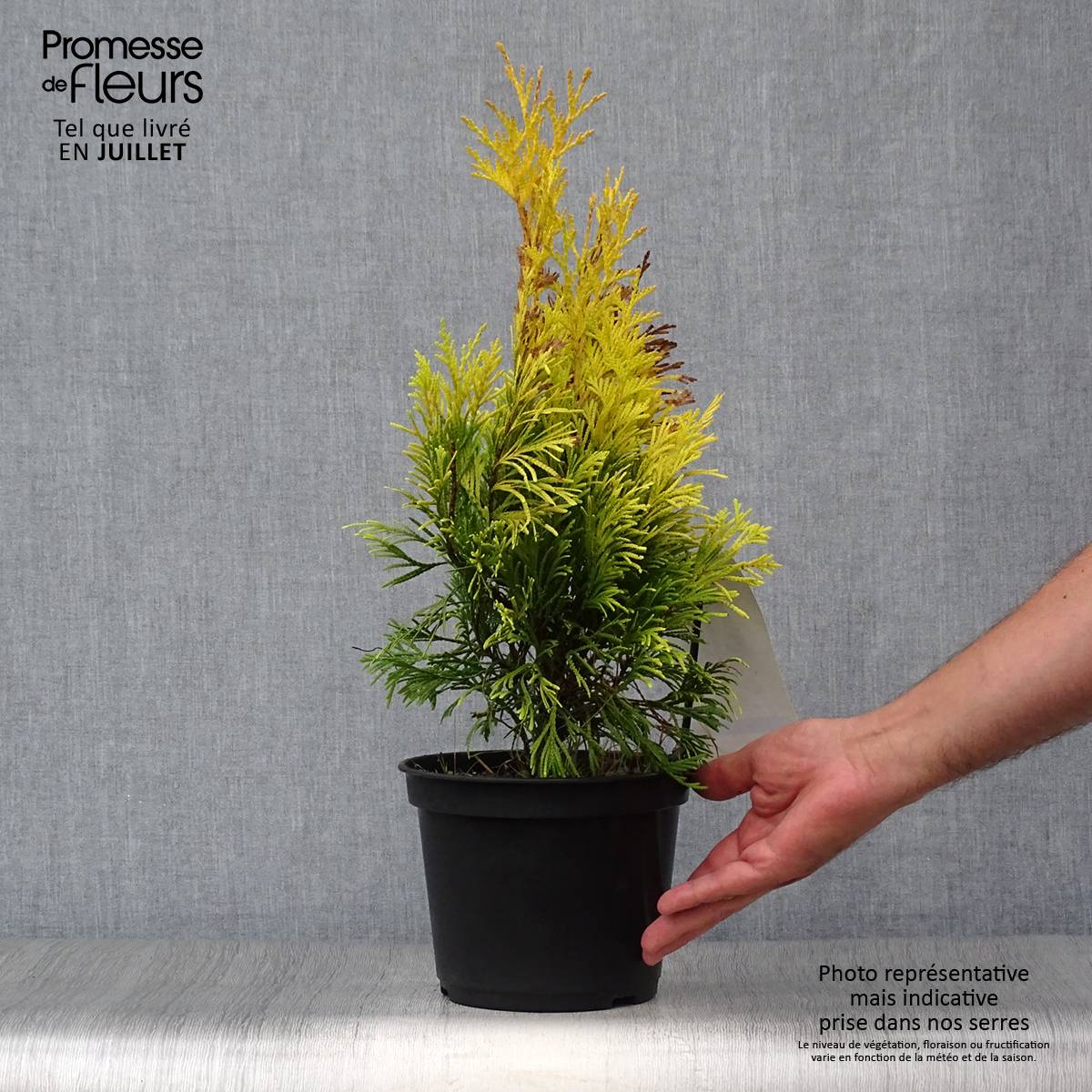 Promesse de Fleurs - Thuya géant - Thuja plicata 4 Ever Goldy Pot de 2L/3L - Image 2