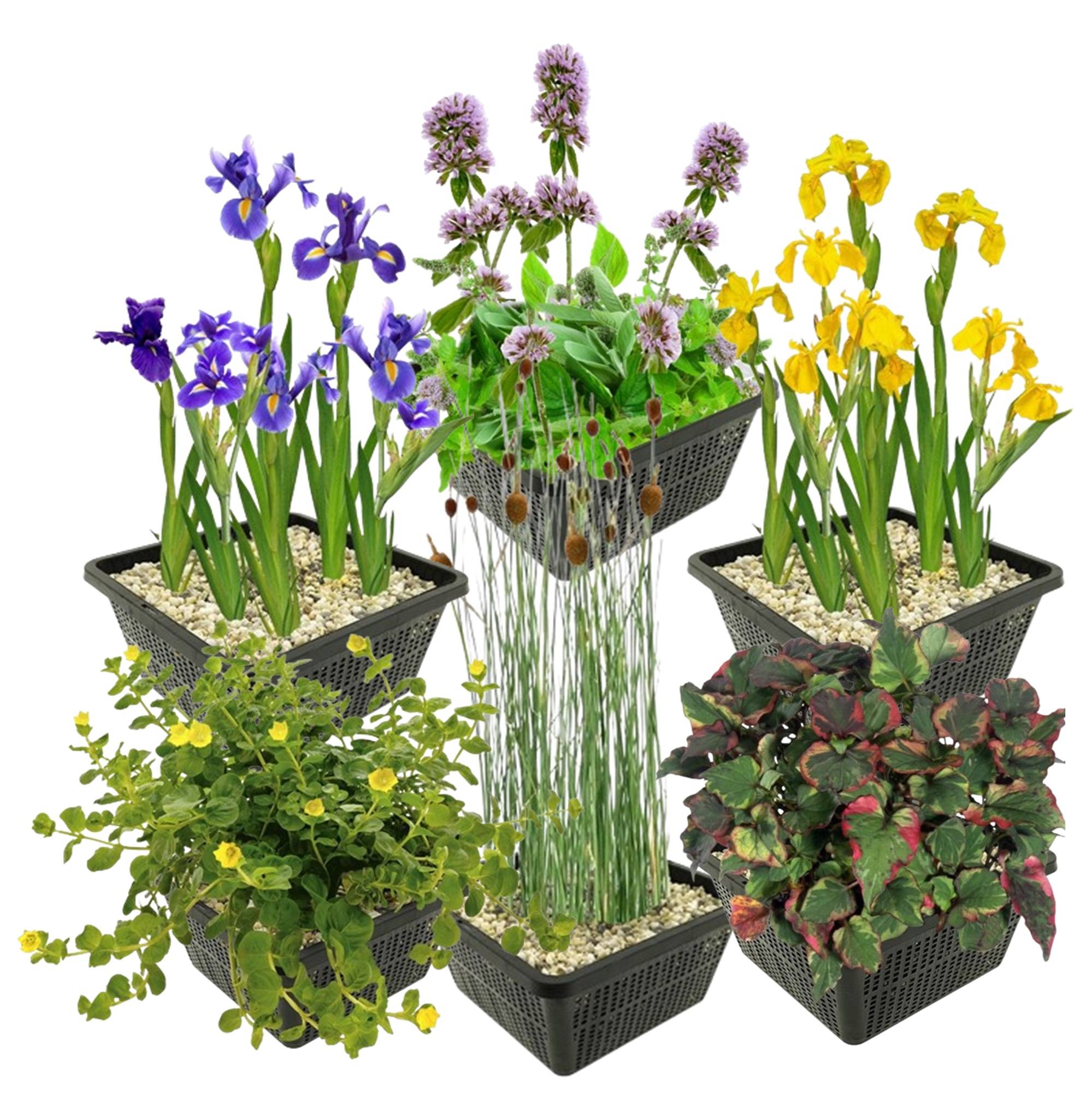 0 - Set Plantes Bassin - 24 Plantes Palustres - Panier Argile Gravier Engrais