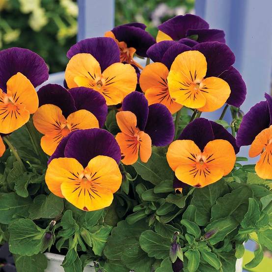 Promesse de Fleurs - Viola cornuta Butterfly Orange and Purple Mini-motte Mini-motte Ø 3/4 cm (par 5)