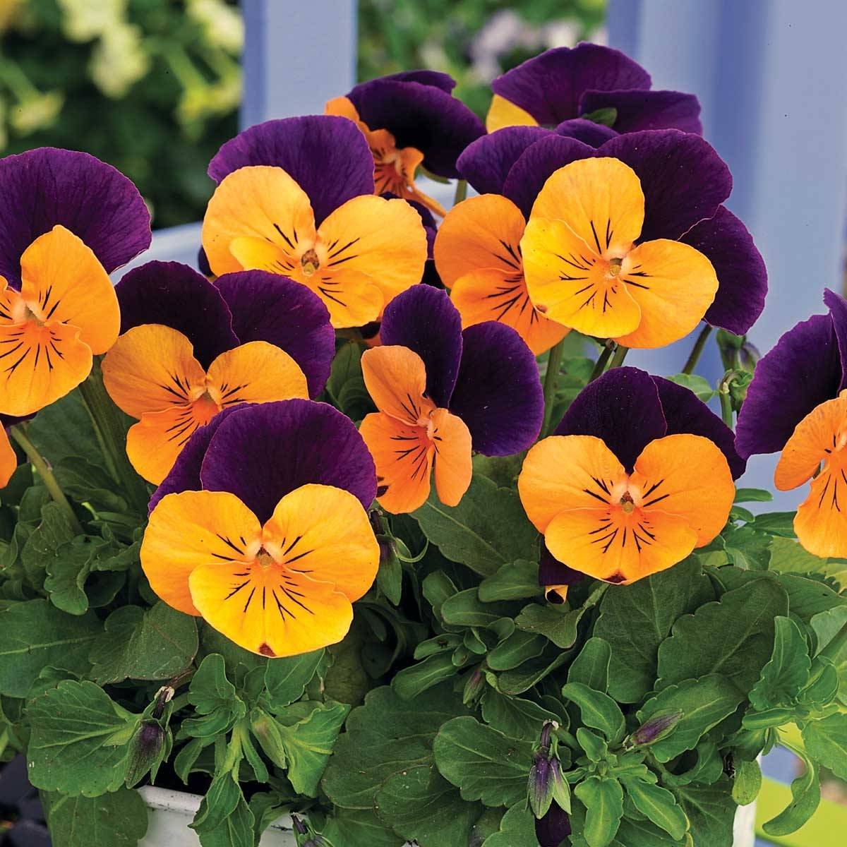 Promesse de Fleurs - Viola cornuta Butterfly Orange and Purple Mini-motte Mini-motte Ø 3/4 cm (par 5)