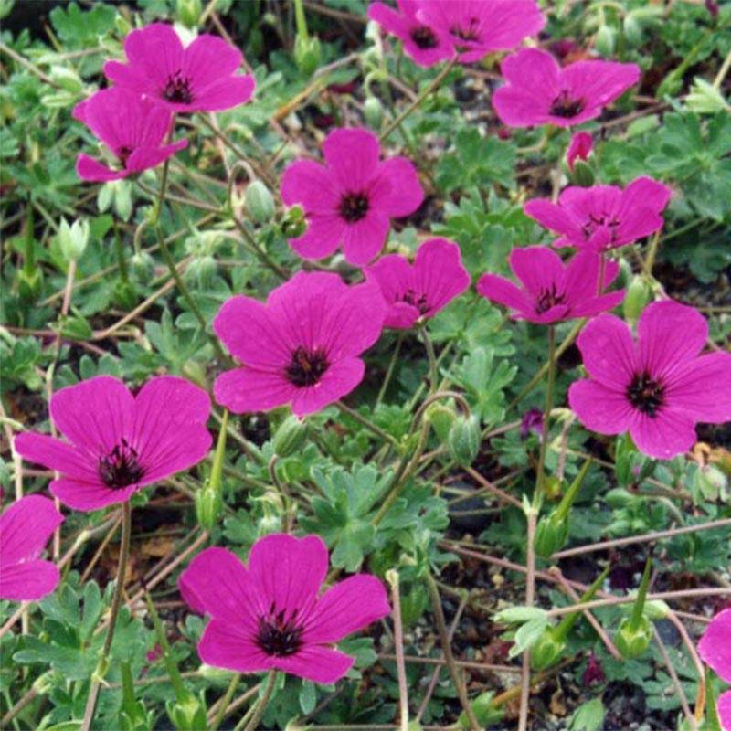 Géranium vivace cinereum v. subcaulescens Giuseppii Pot de 2L/3L