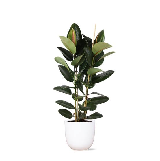 Ficus Elastica Robusta et son pot- La Green Touch Blanc - Hauteur 110cm