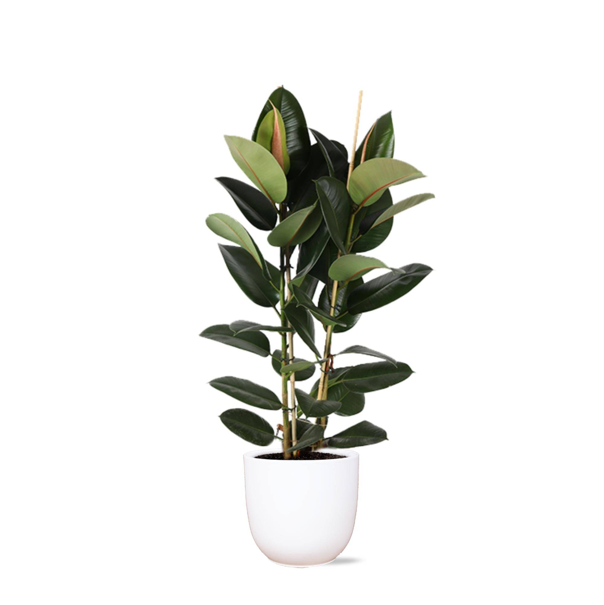 Ficus Elastica Robusta et son pot- La Green Touch Blanc - Hauteur 110cm