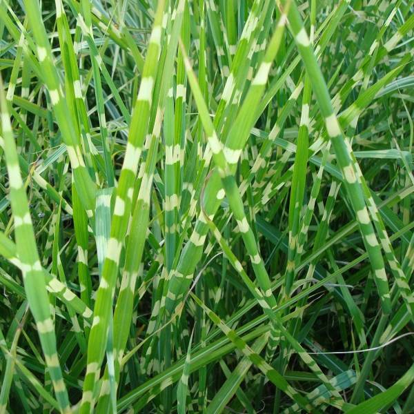 Promesse de Fleurs - Miscanthus sinensis Zebrinus - Roseau de Chine Godet de 8/9 cm
