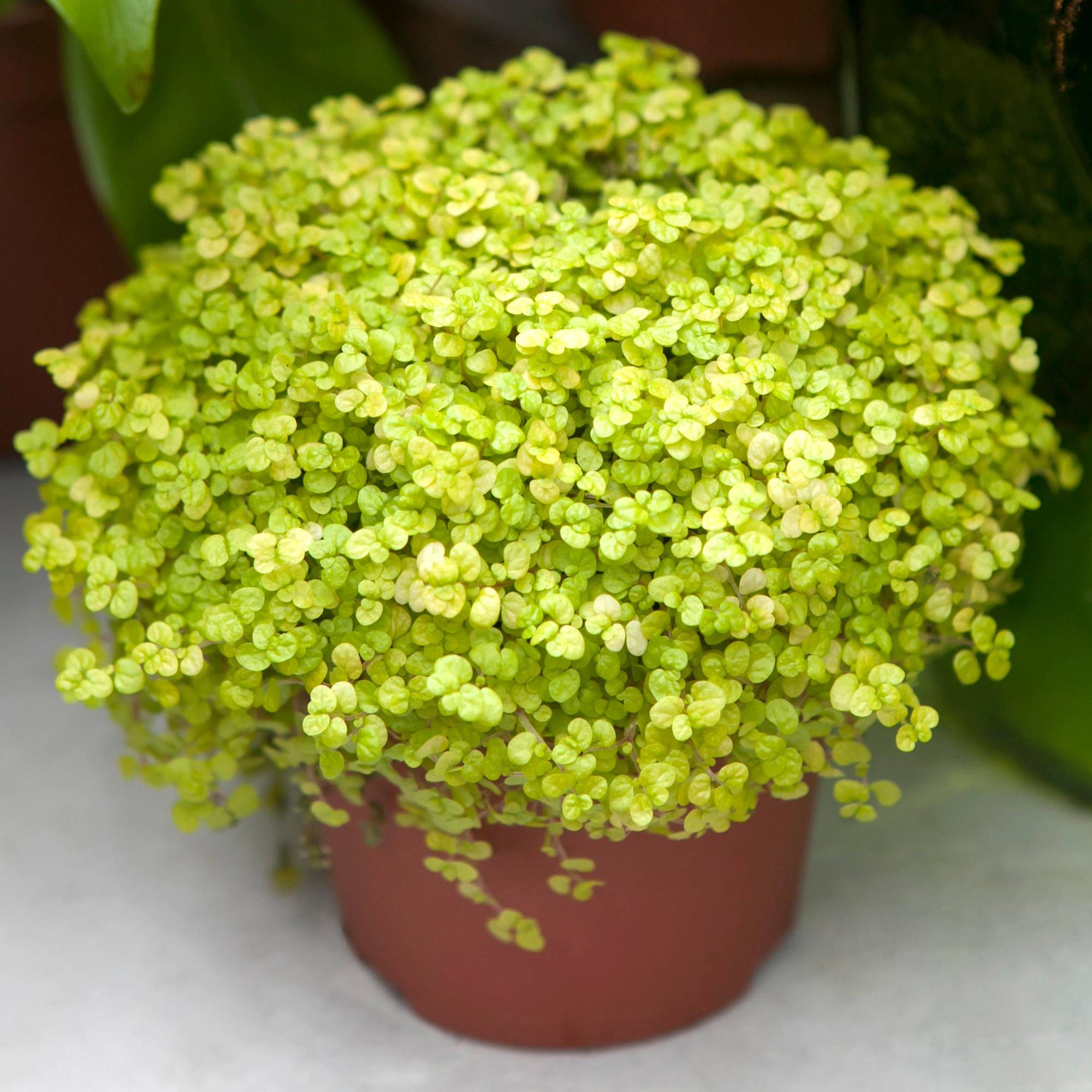 Gardenersdream - Soleirolia Helxine Jaune - Hélixine | Superbe Plante D'Intérieur De 10 À 20 Cm En Pot - GardenersDream - Imagen 1