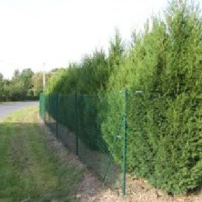 Cyprès de Leyland Blue Jean's, Cupressocyparis leylandii - - Imagen 4