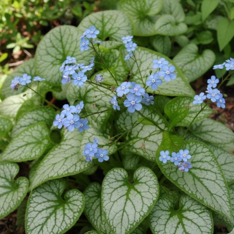 Myosotis du Caucase Jack Frost® à fleurs Bleue/ - feuillage Caduc - Godet - 5/20 cm - Imagen 1