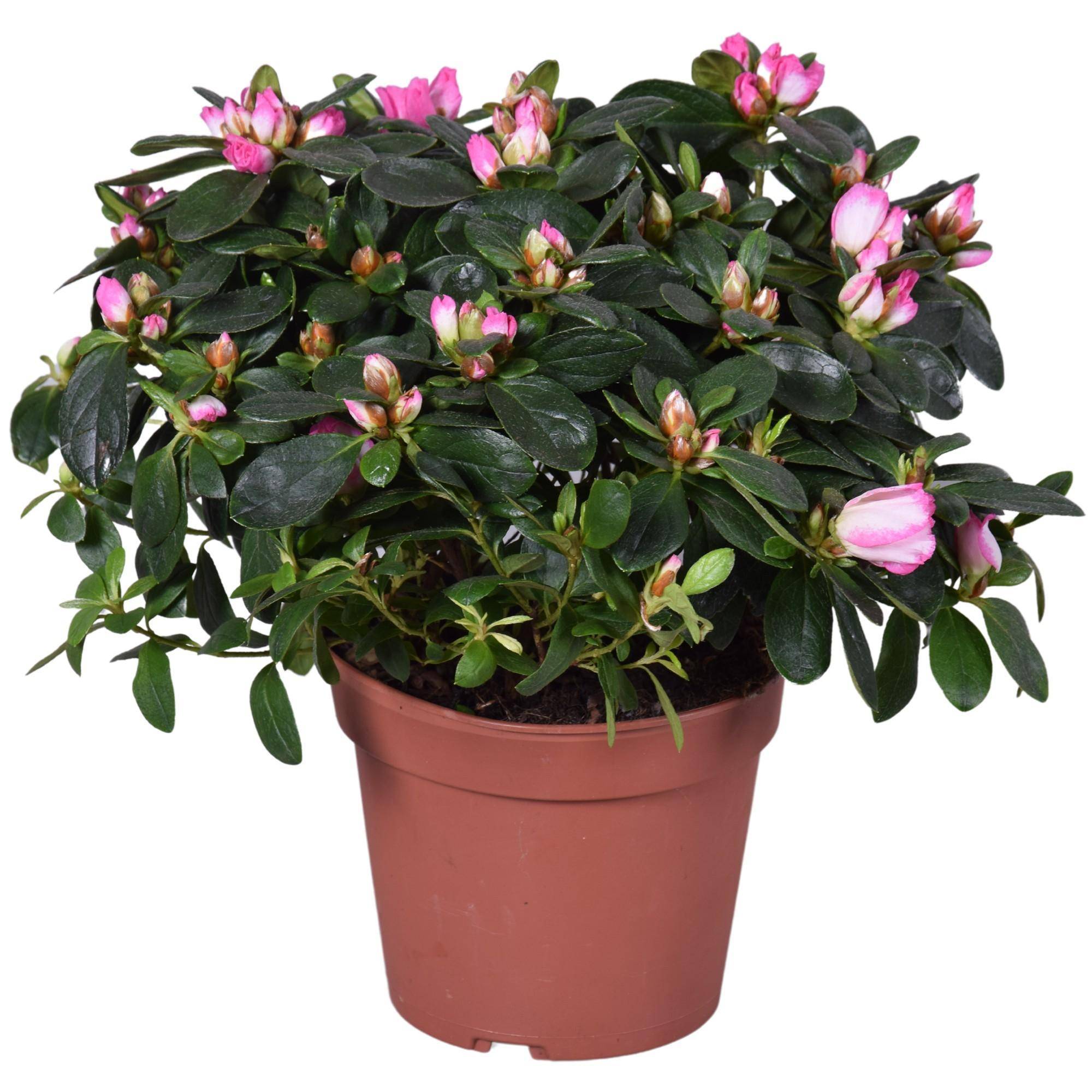 La Green Touch - Azalée Helmutt Vogel d14cm - plante fleurie- La Green Touch