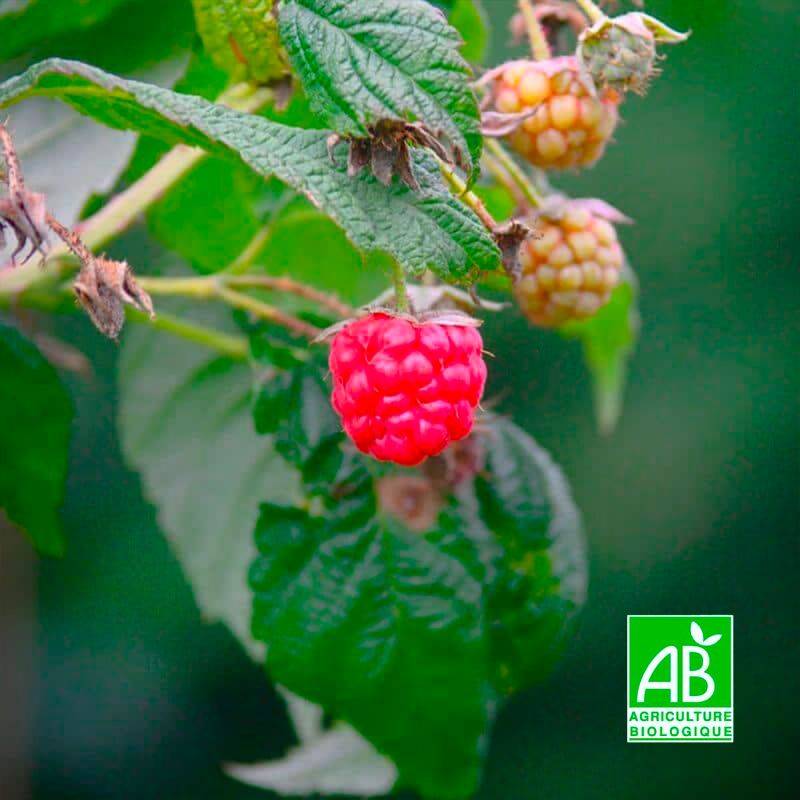 Framboisier 'Meeker' BIO (Rubus idaeus 'Meeker') - Godet 9cm - Pépinières Naudet - Imagen 1