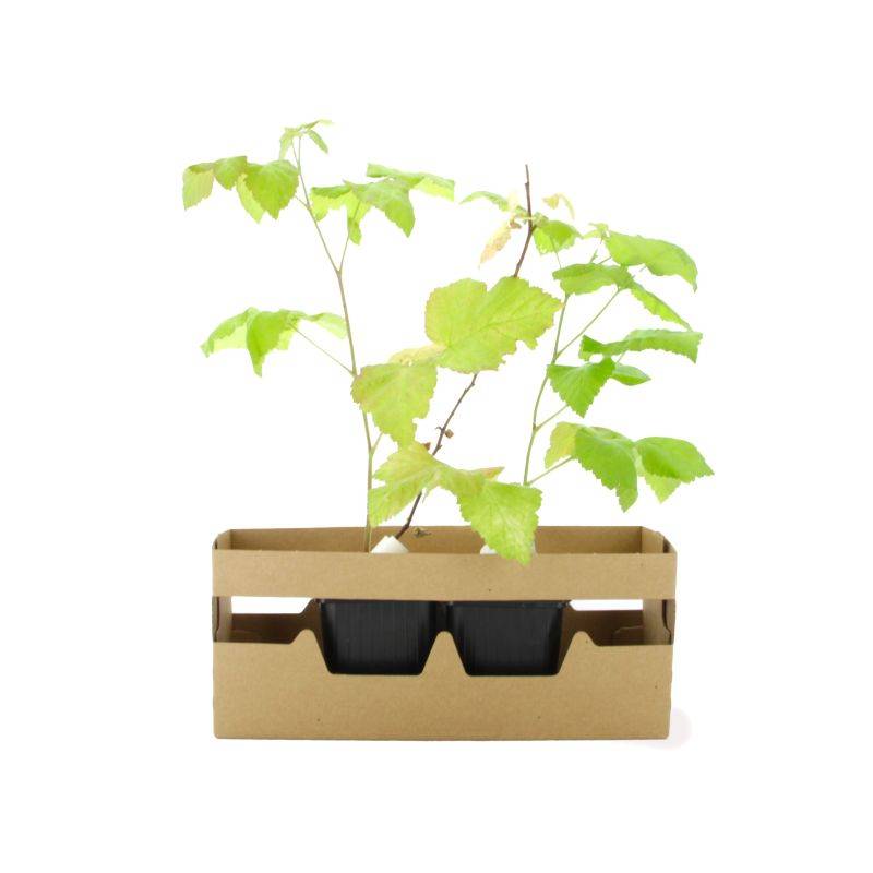 Framboisier 'Meeker' BIO (Rubus idaeus 'Meeker') - Godet 9cm - Pépinières Naudet - Imagen 4