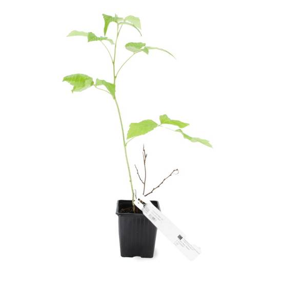 Framboisier 'Meeker' BIO (Rubus idaeus 'Meeker') - Godet 9cm - Pépinières Naudet - Image 2