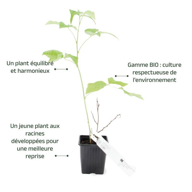 Framboisier 'Meeker' BIO (Rubus idaeus 'Meeker') - Godet 9cm - Pépinières Naudet - Imagen 3