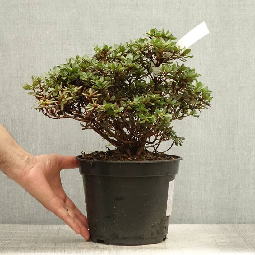 Rhododendron nain Azurika Pot de 2L/3L - Jardiland