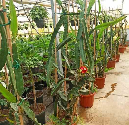 0 - Pitaya : Hylocereus undatus (Pitaya ou fruit du dragon) Pot de 8L - 160/180cm - Image 2