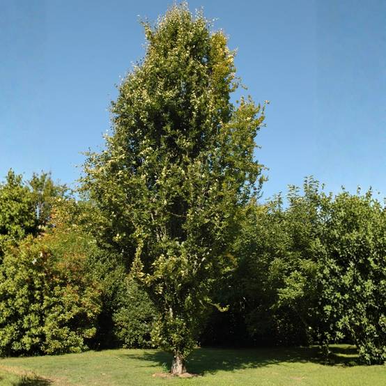 Promesse de Fleurs - Fagus sylvatica Dawyck - Hêtre fastigié Pot de 4L/5L - Image 1