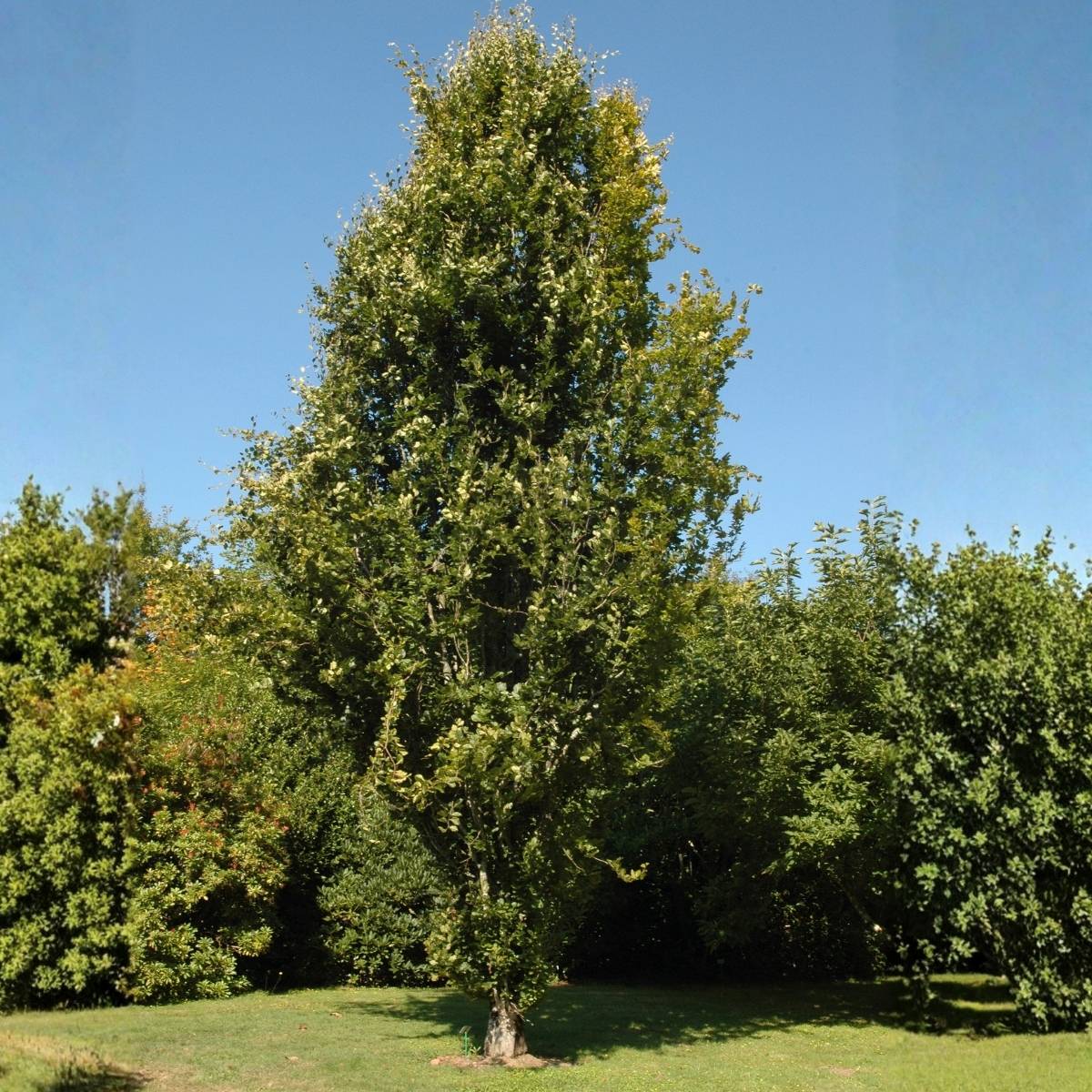 Promesse de Fleurs - Fagus sylvatica Dawyck - Hêtre fastigié Pot de 4L/5L