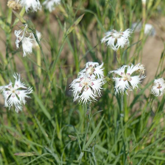 Graines d'Œillet vivace des sables - Dianthus arenarius le sachet de 200 graines environ (0,2g)